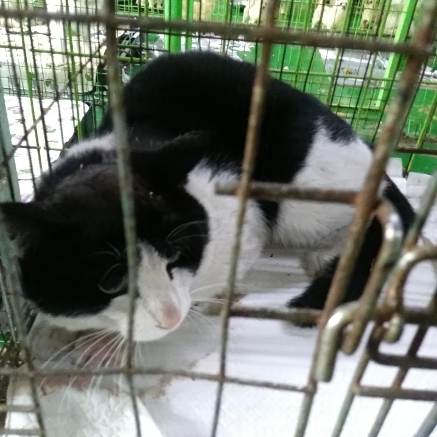보호중 한국 고양이…